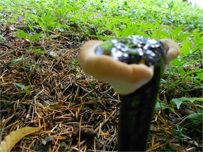 Ganoderma lucidum